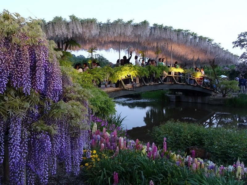 【梁旅珠專欄】靈氣之美的日本賞藤指南:足利花卉公園_img_4