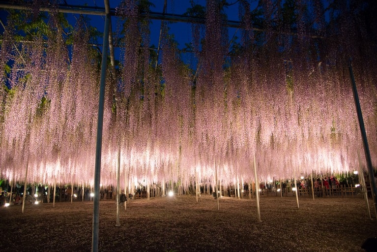 【梁旅珠專欄】靈氣之美的日本賞藤指南:足利花卉公園_img_6