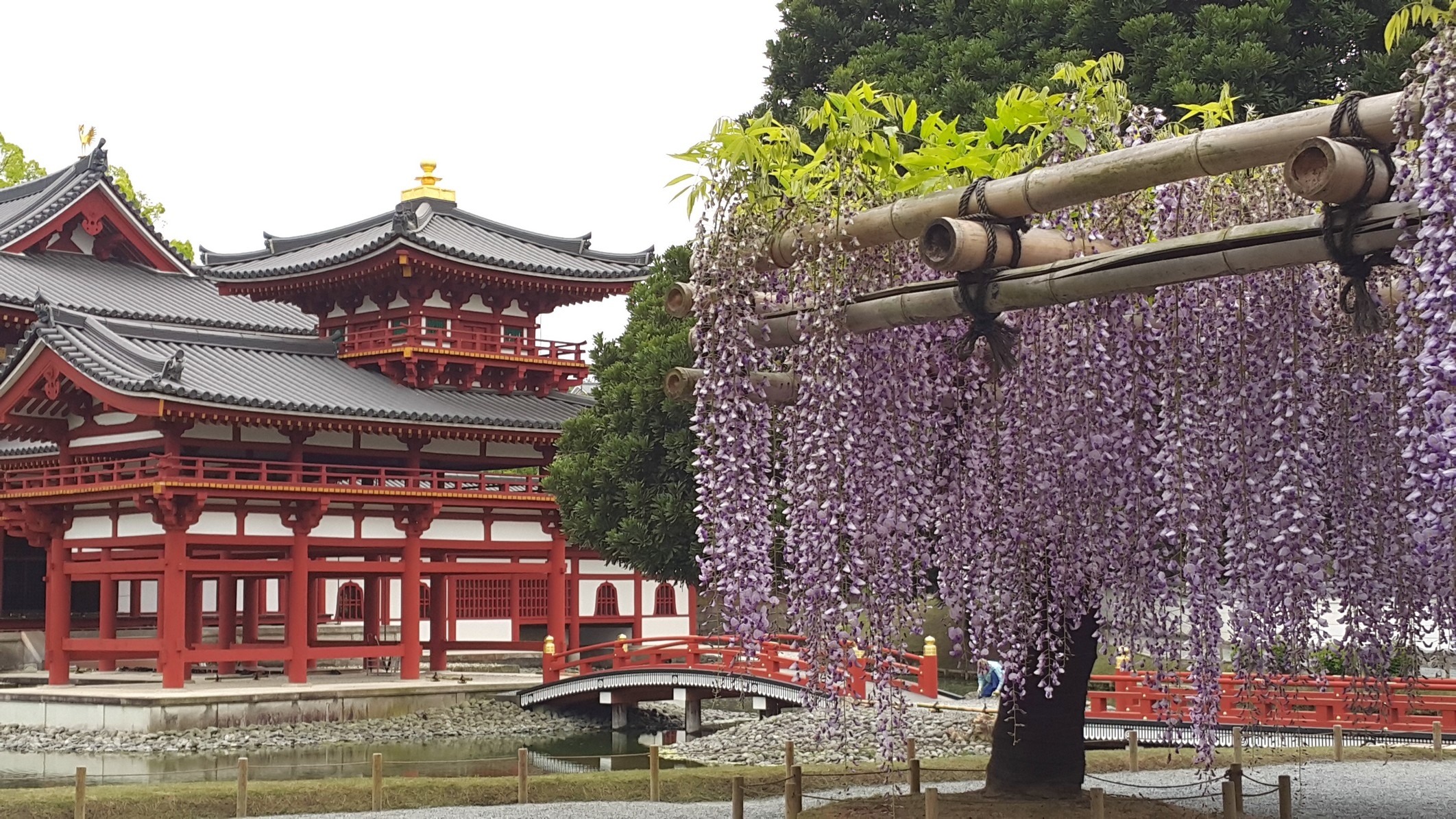 【梁旅珠專欄】靈氣之美的日本賞藤指南:足利花卉公園_img_7