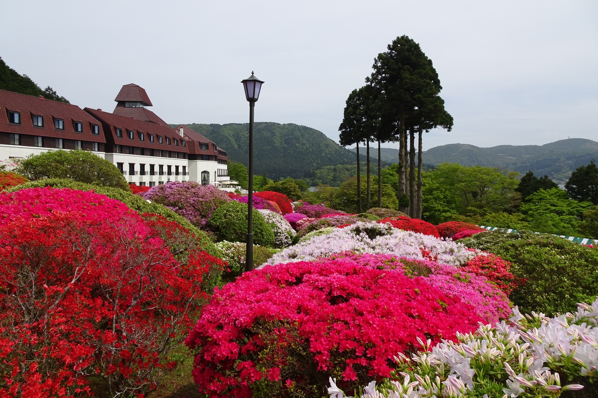 【梁旅珠專欄】初夏賞鵑,箱根一泊二食輕旅行_img_8