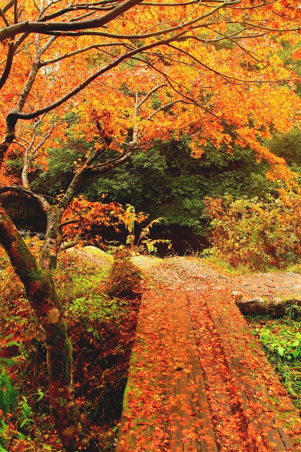 和風美學極致，日本北陸新人氣列車「花嫁暖簾號」之旅_img_5