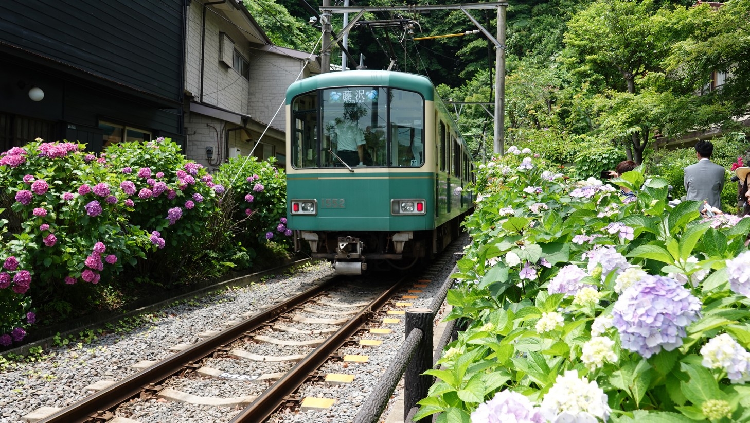 梁旅珠專欄|紫色的夢:古都鎌倉繡球花散步之旅_img_4