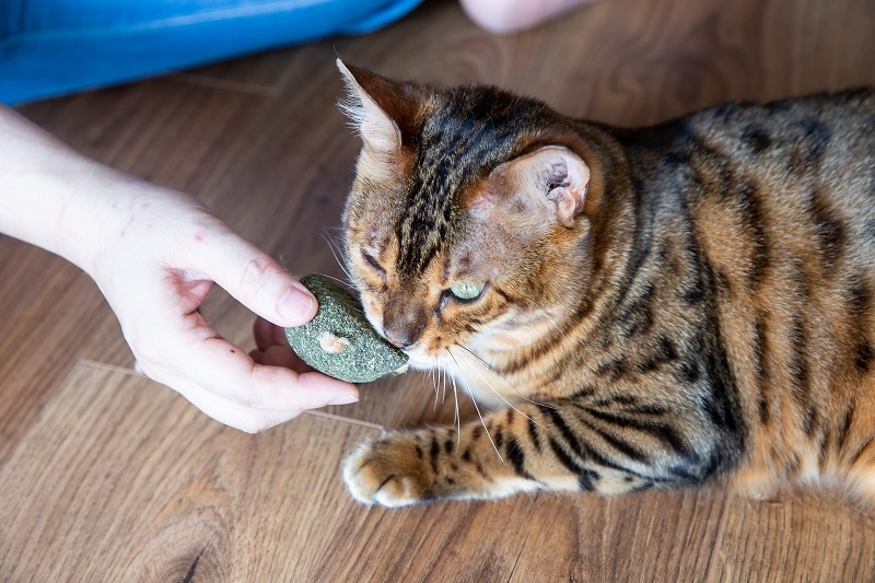 貓與山居歲月 邱錦伶:能被另一個生命依附,是幸福的_img_3