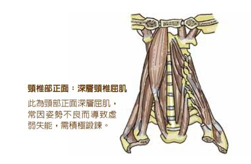 核心肌群怎麼練？復健科醫師：千萬不能仰臥起坐！4個護腰新觀念_img_3
