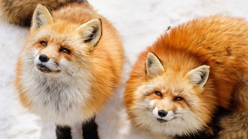 【梁旅珠專欄】悠遊日本東北名勝,住溫泉好宿感受侘寂之美_img_10