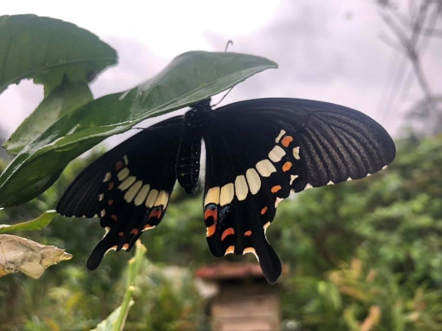 罹小兒麻痺 54歲首次用雙腳旅行 李聿善：相信自己很棒才能做到_img_5