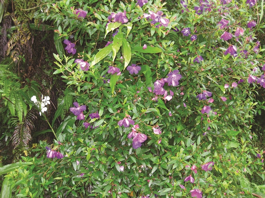 山居歲月不是只有浪漫  8大條件檢視：你適合隱居山林嗎？_img_4