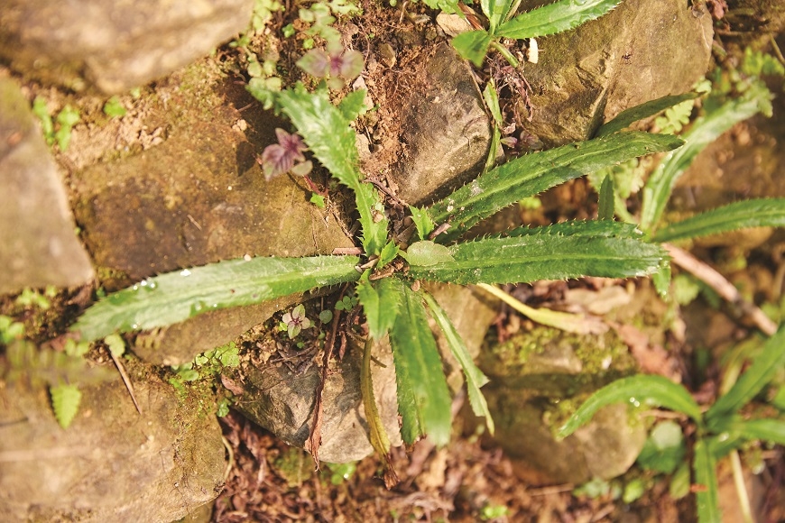 山居歲月不是只有浪漫  8大條件檢視：你適合隱居山林嗎？_img_5