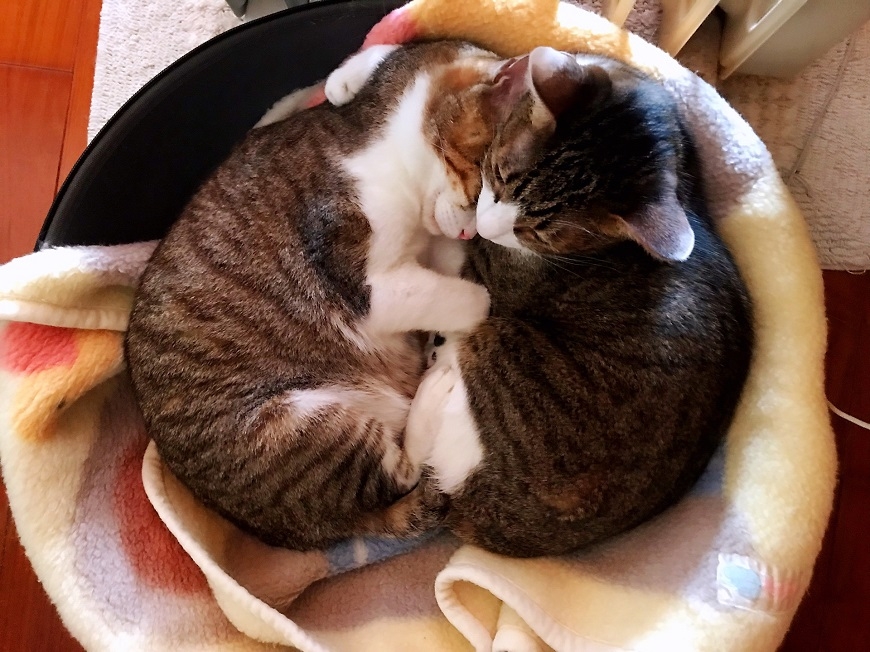 就是喜歡一個人 彭樹君：再愛的人也是別人，最好的伴侶是自己_img_3