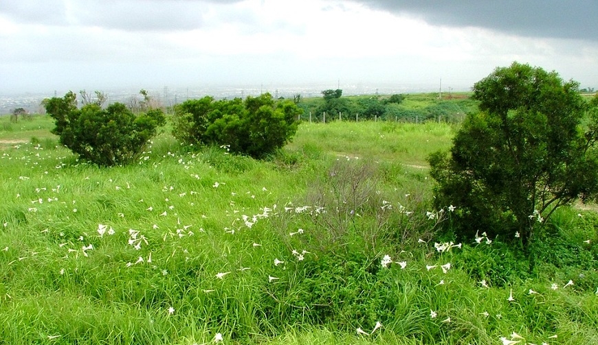 退休金給天地！50歲吳金樹買山林護石虎：大自然比人生命更長 _img_1