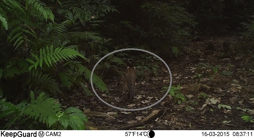 退休金給天地！50歲吳金樹買山林護石虎：大自然比人生命更長 _img_4