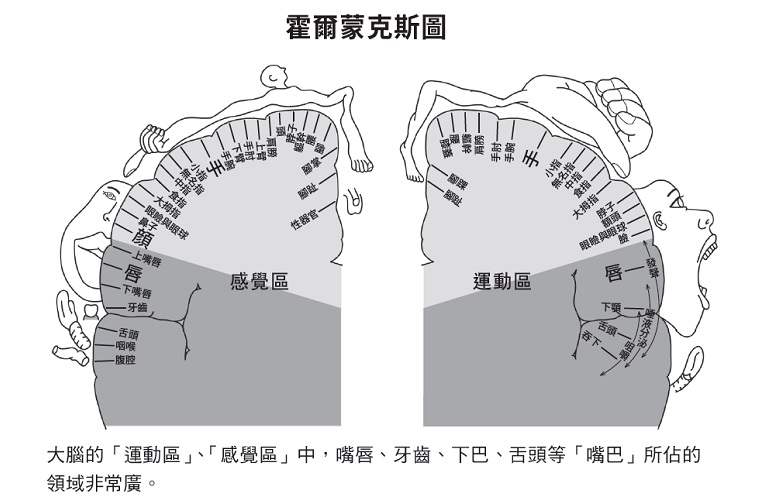 原來牙齒會影響大腦血流!醫師:改用「雙手」刷牙,能預防失智_img_1