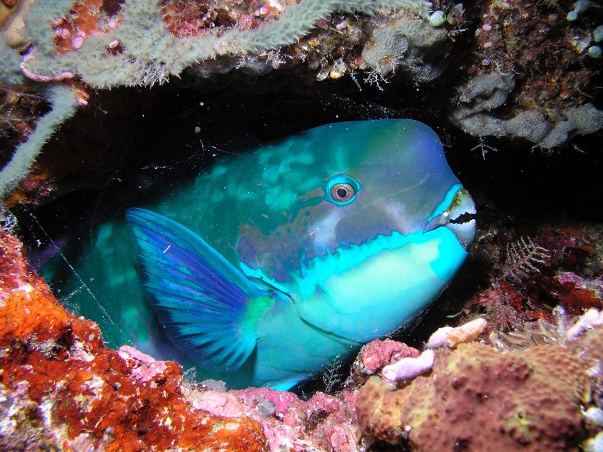 70歲每年去潛水！矯正名醫林錦榮：心不能亂，因機會稍縱即逝_img_3