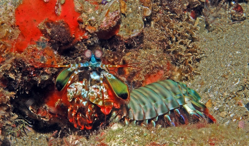 70歲每年去潛水！矯正名醫林錦榮：心不能亂，因機會稍縱即逝_img_4