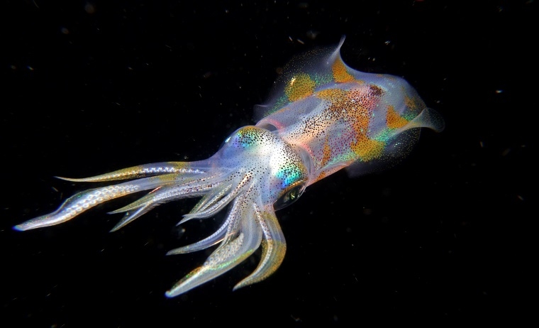 70歲每年去潛水！矯正名醫林錦榮：心不能亂，因機會稍縱即逝_img_5