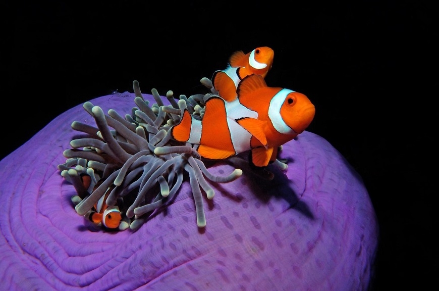 70歲每年去潛水！矯正名醫林錦榮：心不能亂，因機會稍縱即逝_img_6