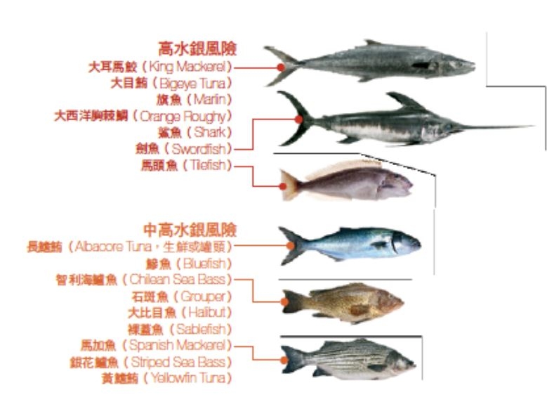 防失智,每週吃魚一次!小驚喜:防止腦退化的美食與酒名單_img_1