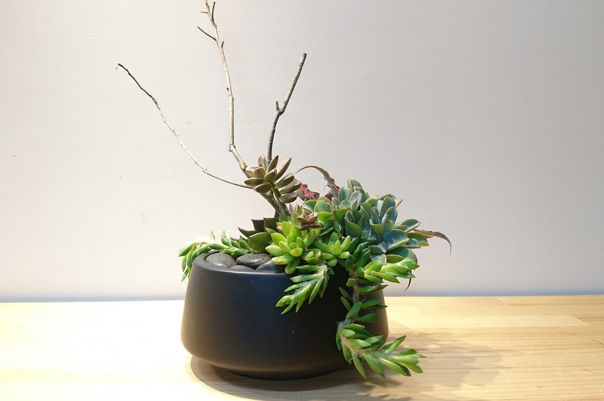 養植物是愛自己的開始!多肉藝術家許小琬:學會「我不要」,會活得更好_img_2