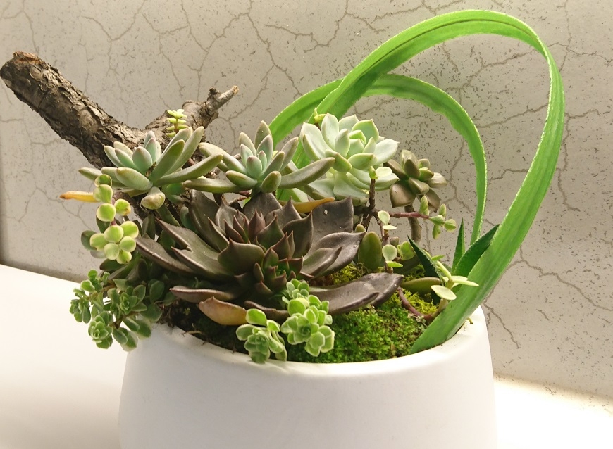 養植物是愛自己的開始!多肉藝術家許小琬:學會「我不要」,會活得更好_img_3