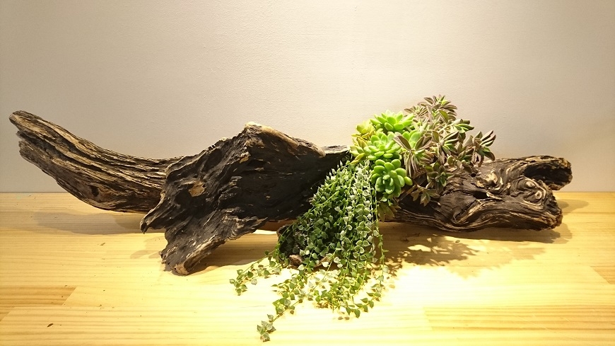 養植物是愛自己的開始!多肉藝術家許小琬:學會「我不要」,會活得更好_img_5