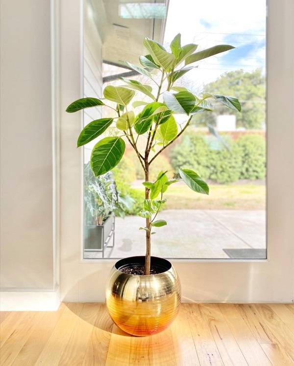 打造居家療癒綠角落！8款觀賞用室內植物推薦，只要一株家就變美了_img_1