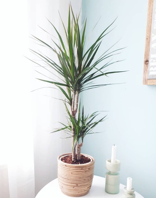 打造居家療癒綠角落！8款觀賞用室內植物推薦，只要一株家就變美了_img_2