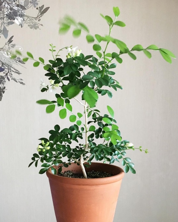 打造居家療癒綠角落！8款觀賞用室內植物推薦，只要一株家就變美了_img_4