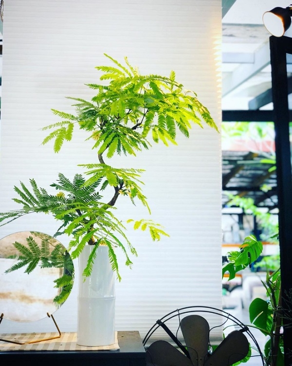 打造居家療癒綠角落！8款觀賞用室內植物推薦，只要一株家就變美了_img_7