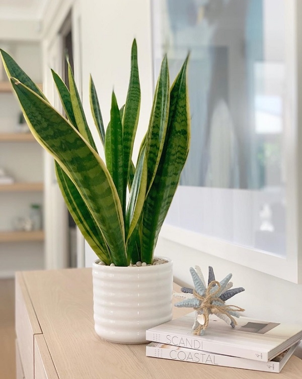 打造居家療癒綠角落！8款觀賞用室內植物推薦，只要一株家就變美了_img_8