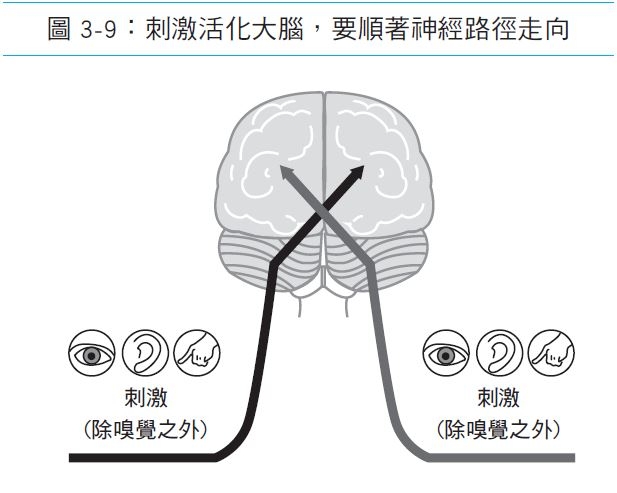 你的左腦或右腦弱化快?功能神經學家:從臉看得出來!及早活化的方法_img_2
