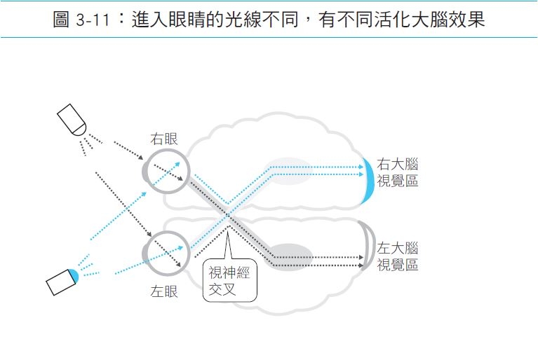 你的左腦或右腦弱化快?功能神經學家:從臉看得出來!及早活化的方法_img_4