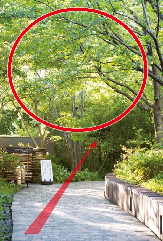 如何拍出自然美照?日攝影師:選背景有技巧,選對就成功九成_img_4