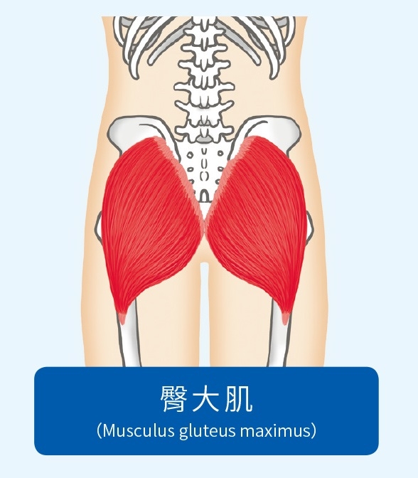 (圖片來源:《解痠止痛,筋膜伸展解剖書》)