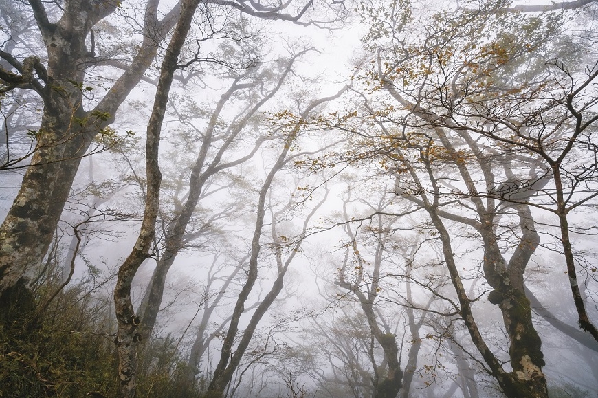 追葉、看雪、賞鳥,釋放心靈深層壓力!5個秋冬值得一去的台灣森林旅行景點_img_1