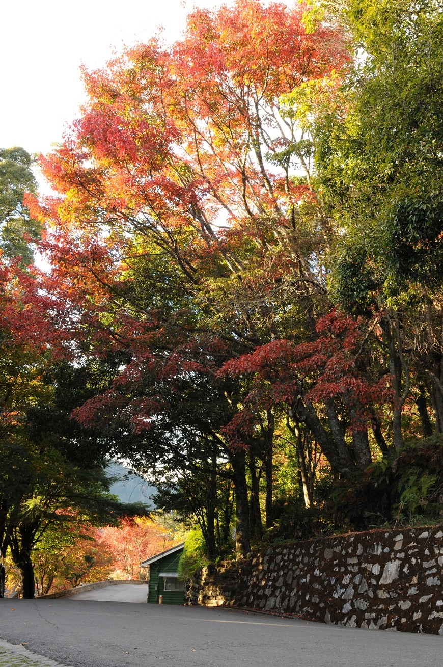 追葉、看雪、賞鳥,釋放心靈深層壓力!5個秋冬值得一去的台灣森林旅行景點_img_4