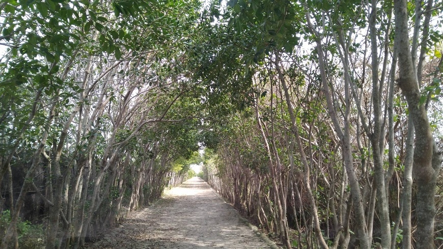 追葉、看雪、賞鳥,釋放心靈深層壓力!5個秋冬值得一去的台灣森林旅行景點_img_5