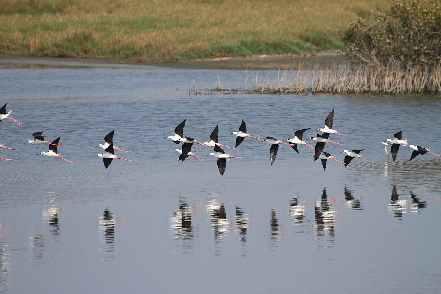 追葉、看雪、賞鳥,釋放心靈深層壓力!5個秋冬值得一去的台灣森林旅行景點_img_6