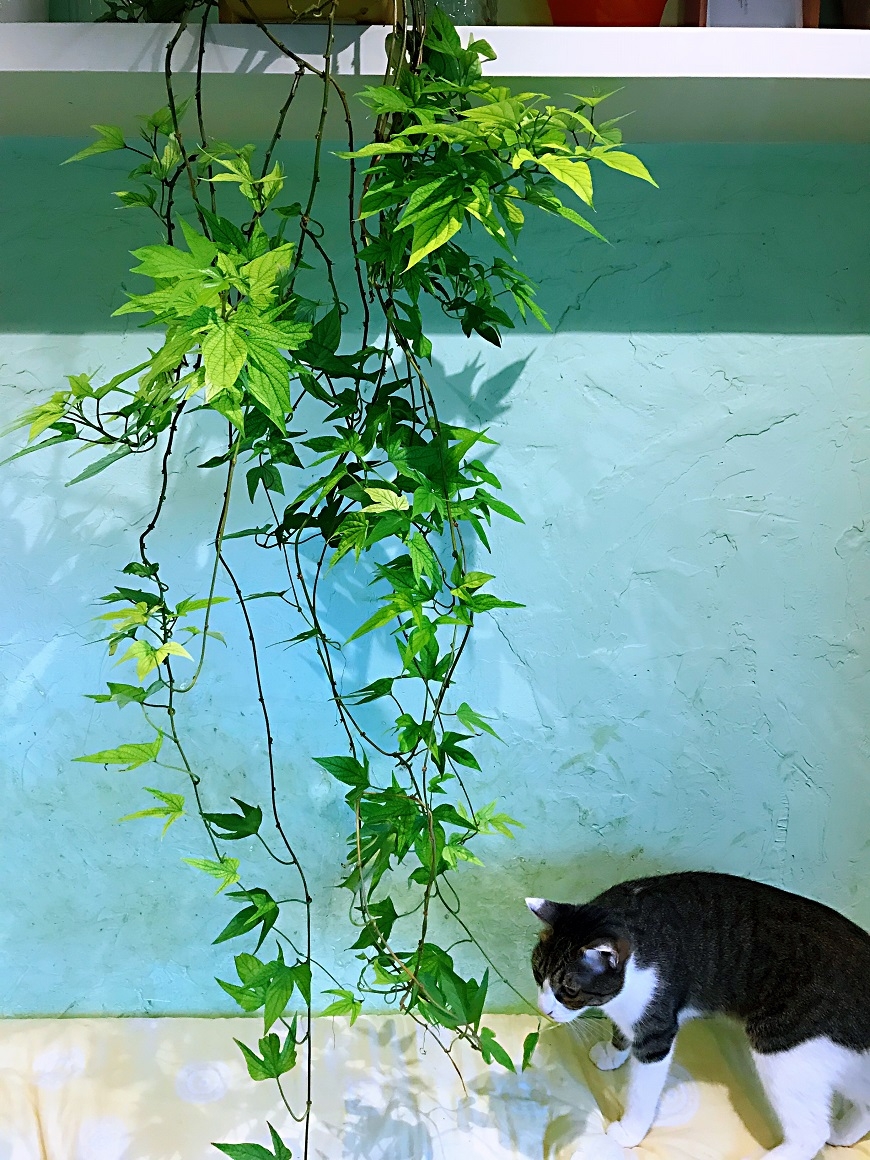 一個人住的自在美好！彭樹君：獨處是人生必經功課，練習把自己放在世界的中心_img_3