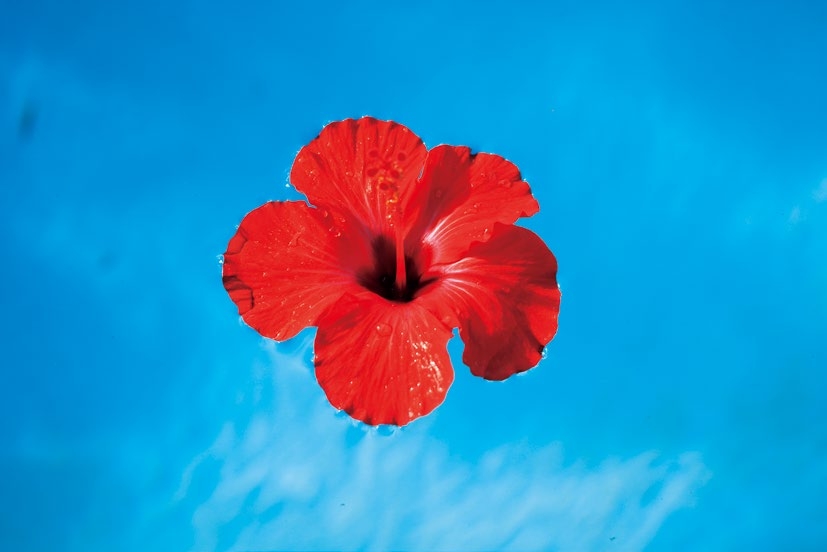 一個人怎麼用手機拍美照？3個重點、6種構圖，到此一遊照變質感好照_img_9