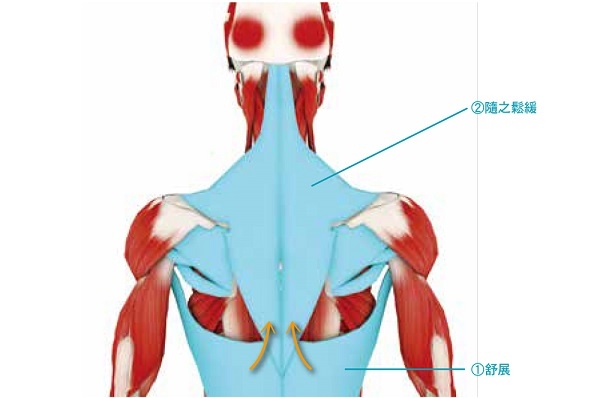 消除肩膀僵硬、預防五十肩,捏捏腋下有效!每天3招,活化腋部深層肌_img_1
