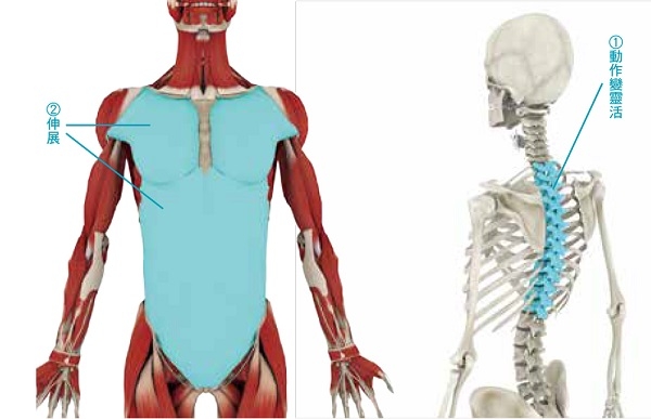 消除肩膀僵硬、預防五十肩,捏捏腋下有效!每天3招,活化腋部深層肌_img_5