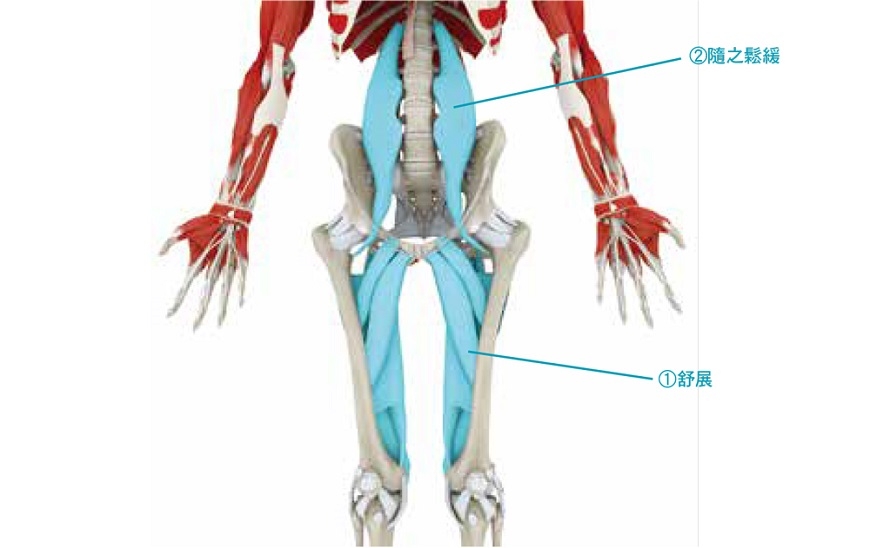 改善膝蓋痛與腰痛!專家:每日刺激一下「膝窩」,減輕膝蓋與腰的負擔_img_5