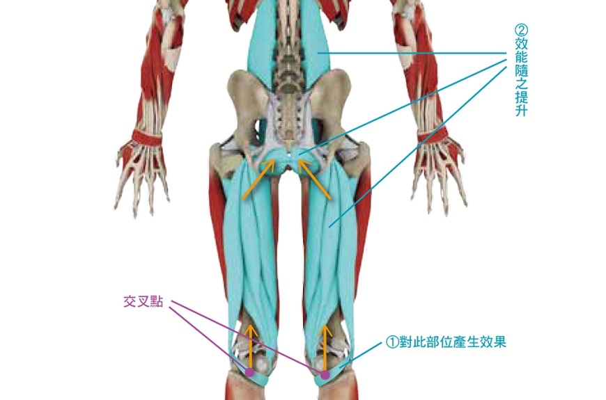 改善膝蓋痛與腰痛!專家:每日刺激一下「膝窩」,減輕膝蓋與腰的負擔_img_7