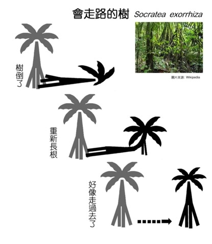 1種成分,同時照顧眼睛、皮膚、關節、腸道!你該認識的膠質蔬食_img_1