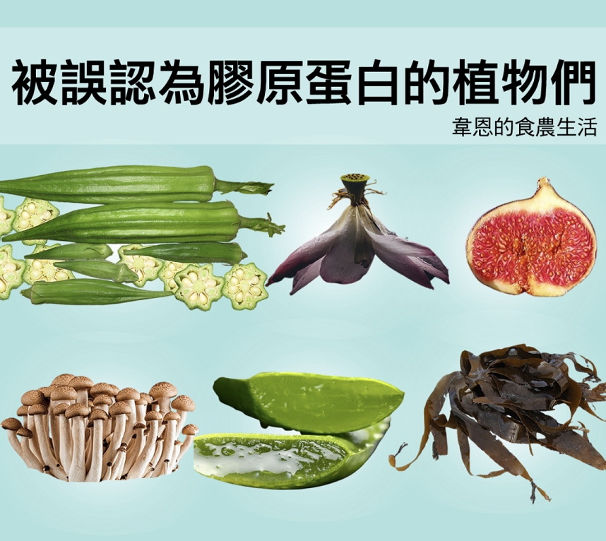 1種成分,同時照顧眼睛、皮膚、關節、腸道!你該認識的膠質蔬食_img_2