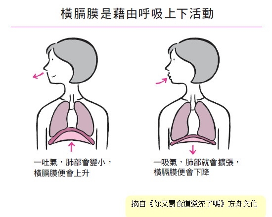 台灣每4人就1人胃食道逆流，如何改善？醫師：除了飲食，更要鍛鍊橫膈膜！_img_1