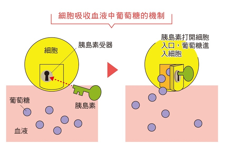 （圖片來源：《7秒深蹲．降血糖蹲》）