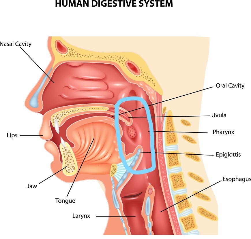 不開刀也能改善打呼!耳鼻喉科醫師:練習「閉嘴睡覺」,降低鼾聲及心血管疾病風險_img_1