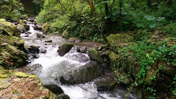 藍天白雲的小旅行!大武山下最美185縣道:鳳梨田、森林健行與巧克力莊園一日旅_img_3