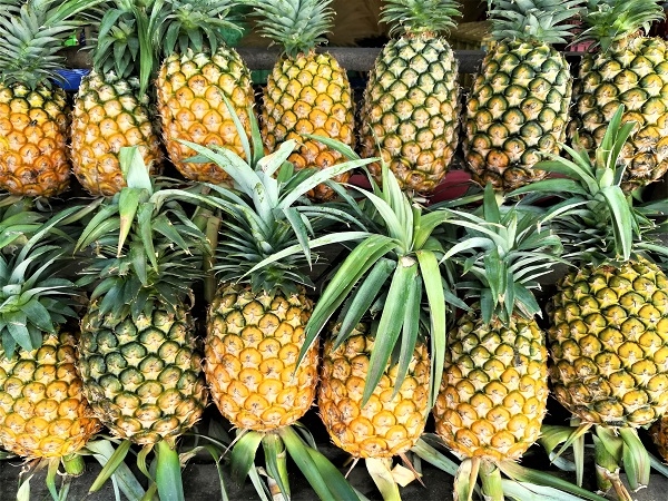 藍天白雲的小旅行!大武山下最美185縣道:鳳梨田、森林健行與巧克力莊園一日旅_img_4